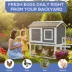 Zoovilla Bunkie Chicken Coop image thumbnail 6