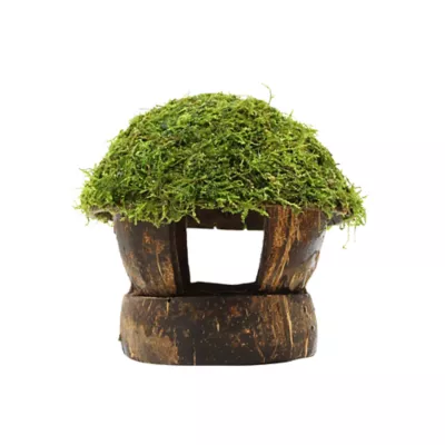 Coconut House with Moss Live Plant - Image 1