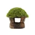 Coconut House with Moss Live Plant image thumbnail 1