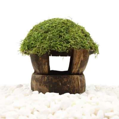 Coconut House with Moss Live Plant - Image 2