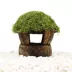 Coconut House with Moss Live Plant image thumbnail 2