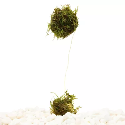 Floating Moss Ball on Rock Live Plant - Image 1
