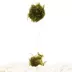 Floating Moss Ball on Rock Live Plant image thumbnail 1