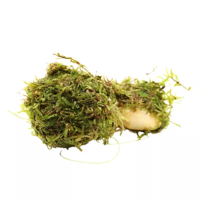 Floating Moss Ball on Rock Live Plant - Image 2