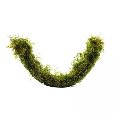 Floating Hammock with Moss Live Plant - Image 1