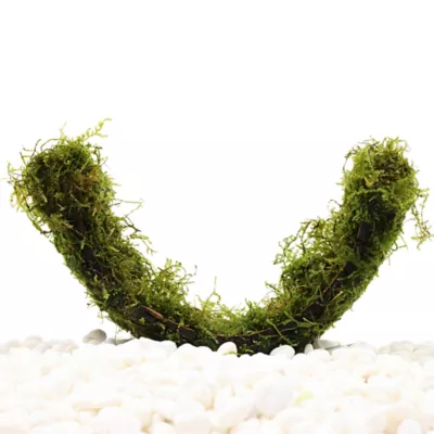 Floating Hammock with Moss Live Plant - Image 2