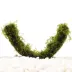 Floating Hammock with Moss Live Plant image thumbnail 2