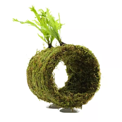 Fish Tunnel with Moss Live Plant - Image 1