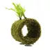 Fish Tunnel with Moss Live Plant image thumbnail 1