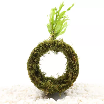 Fish Tunnel with Moss Live Plant - Image 2