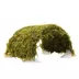 Fish View Tunnel with Moss Live Plant image thumbnail 1