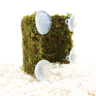 Fish View Tunnel with Moss Live Plant - Image 2