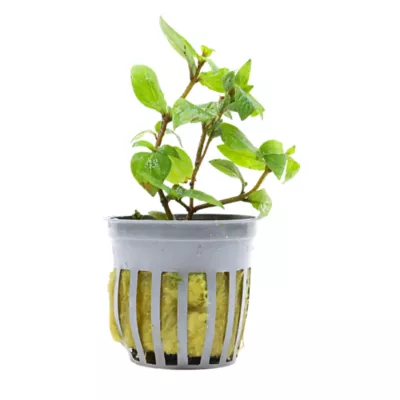 Staurogyne Repens Live Potted Plant - Image 1