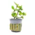 Staurogyne Repens Live Potted Plant image thumbnail 1