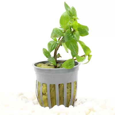 Staurogyne Repens Live Potted Plant - Image 2