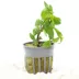 Staurogyne Repens Live Potted Plant image thumbnail 2