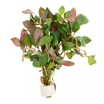 Ludwigia Dark Red Live Plant - Image 1