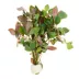 Ludwigia Dark Red Live Plant image thumbnail 1