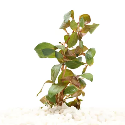 Ludwigia Dark Red Live Plant - Image 2