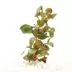 Ludwigia Dark Red Live Plant image thumbnail 2