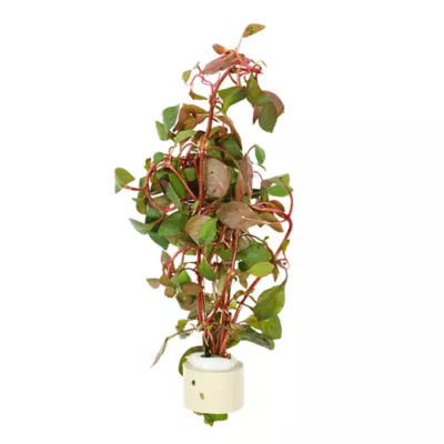 Ludwigia Dark Red Live Plant - Image 1
