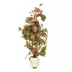 Ludwigia Dark Red Live Plant image thumbnail 1