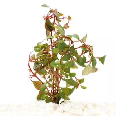 Ludwigia Dark Red Live Plant - Image 2