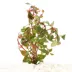 Ludwigia Dark Red Live Plant image thumbnail 2