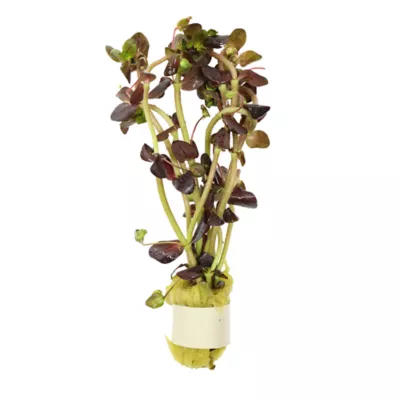 Purple Bacopa Live Plant - Image 1
