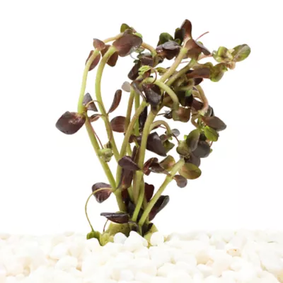 Purple Bacopa Live Plant - Image 2