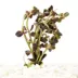Purple Bacopa Live Plant image thumbnail 2