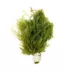 Racoon Tail Live Plant image thumbnail 1