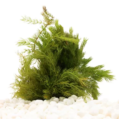 Racoon Tail Live Plant - Image 2