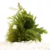 Racoon Tail Live Plant image thumbnail 2