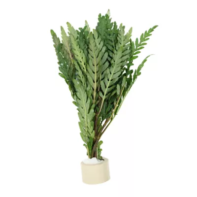 Hygrophila Live Plant - Image 1