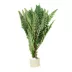 Hygrophila Live Plant image thumbnail 1