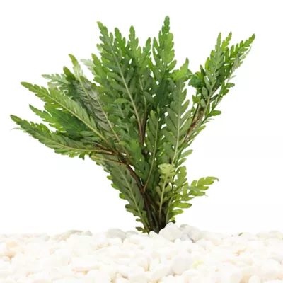 Hygrophila Live Plant - Image 2