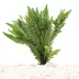 Hygrophila Live Plant image thumbnail 2