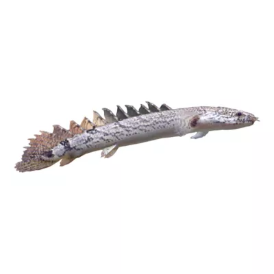 Delhezi Bichir - Image 1