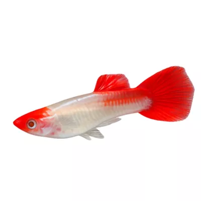 Red Koi Guppy - Image 1