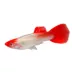 Red Koi Guppy image thumbnail 1