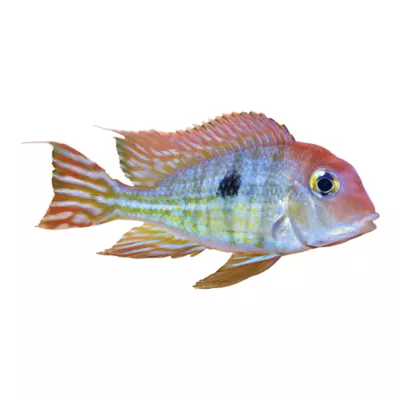 Red Head Tapajos South American Cichlid - Image 1
