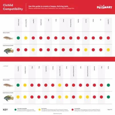 Red Head Tapajos South American Cichlid - Image 3