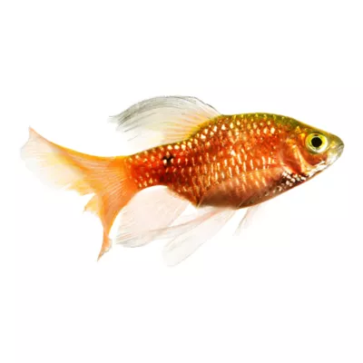 Longfin Rosey Barb - Image 1
