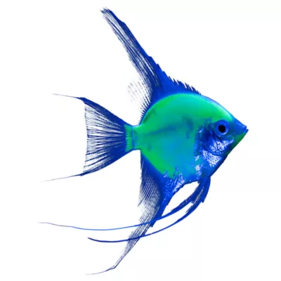 GloFish® Electric Green Angelfish - Image 1