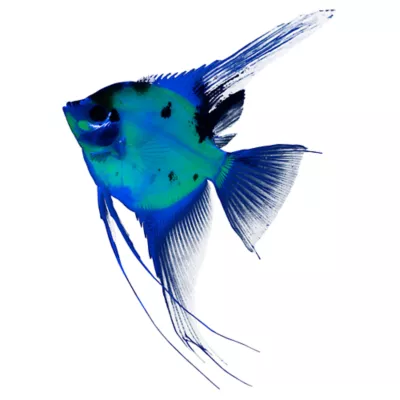 GloFish® Electric Green Angelfish - Image 2