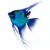 GloFish® Electric Green Angelfish image thumbnail 2