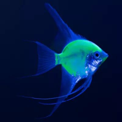GloFish® Electric Green Angelfish - Image 3