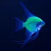 GloFish® Electric Green Angelfish image thumbnail 3