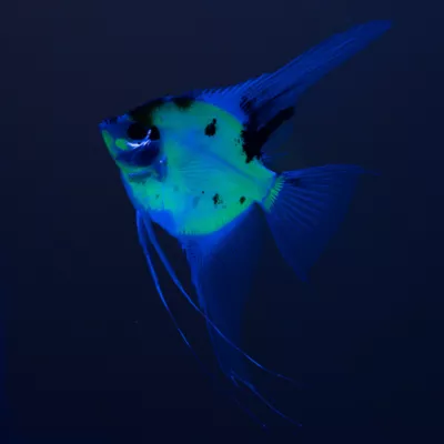 GloFish® Electric Green Angelfish - Image 4